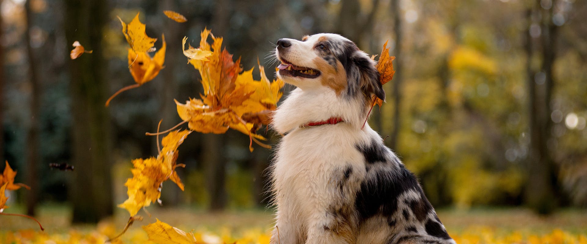 Dog names that start with s deals